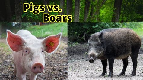 Pigs vs. Boars: How to Distinguish Them??? - YouTube