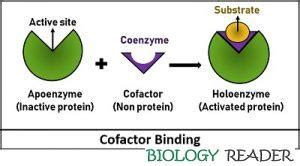 Difference Between Cofactor and Coenzyme (with Comparison Chart) - Biology Reader