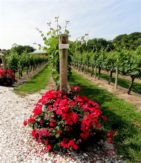 Cape May Winery - Tours