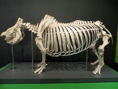 Skeleton of white rhinoceros | Animal skeletons, Animal bones, Human skeleton anatomy