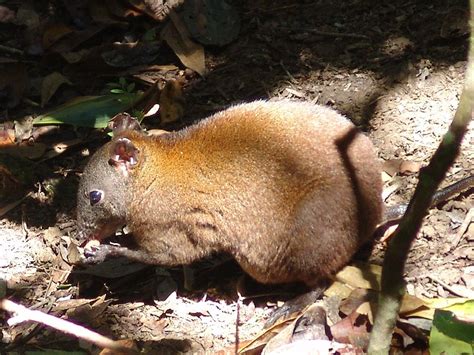 The amazing Musky Rat Kangaroo | Australia animals, Kangaroo ...