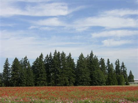 Farm fields of flowers | A Traveling Gardener