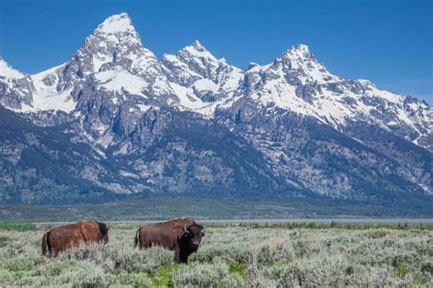 Wildlife Safety and Etiquette | Jackson Hole Wildlife Safaris