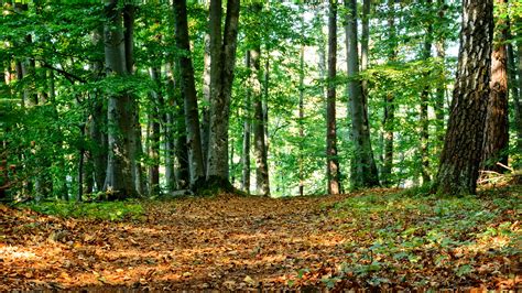 Free Images : tree, trail, sunlight, leaf, autumn, holiday, season, trees, mixed forest ...