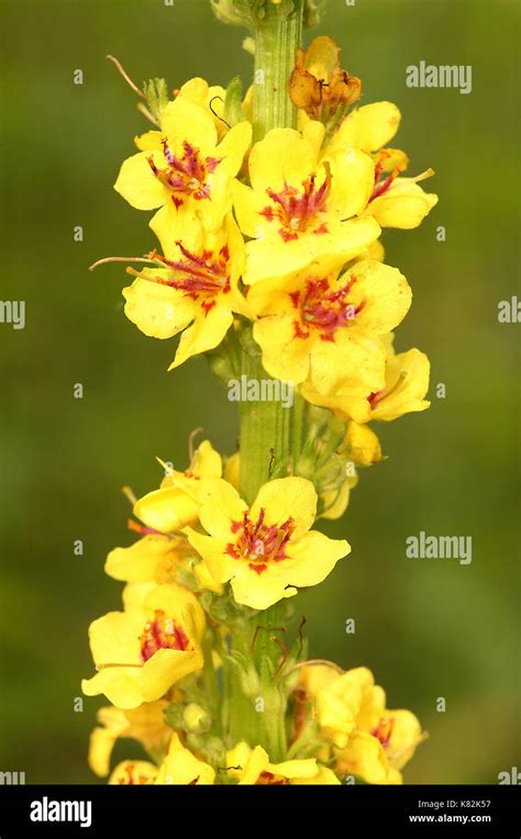 Aarons rod flower hi-res stock photography and images - Alamy