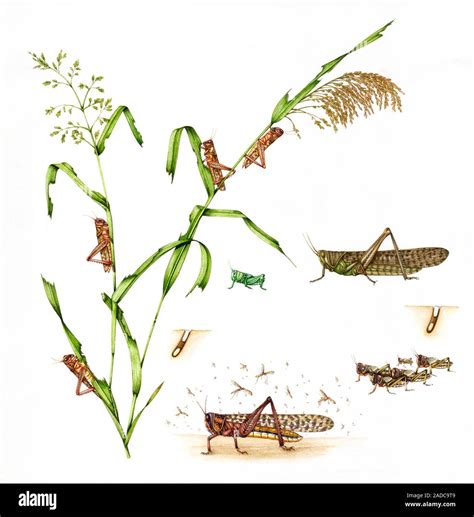 Migratory locust life-cycle. Illustration showing the life-cycle of a ...