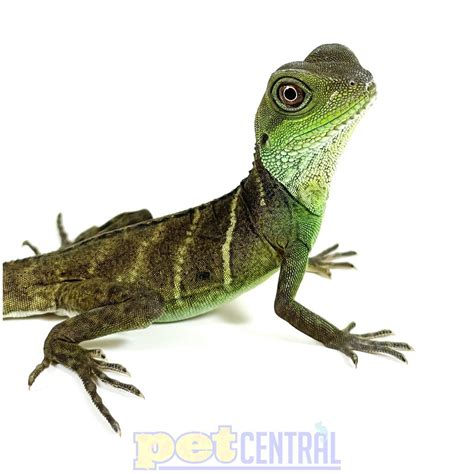 Chinese Water Dragons for Sale - Pet Central - Pet Central