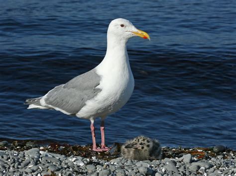 Glaucous-winged Gull