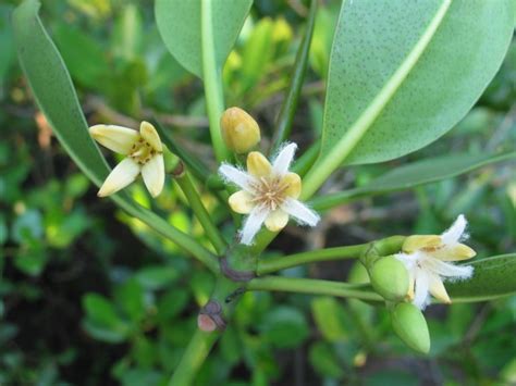 Rhizophora stylosa - Stilted Mangrove