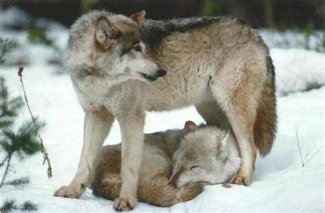 Protecting his mate while she sleeps | Wolf love, Wolf pictures, Wolf mates