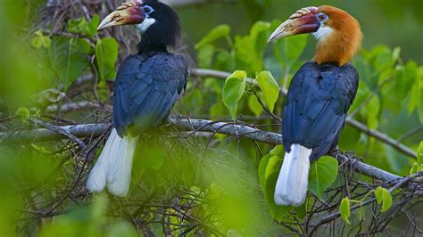 Narcondam Hornbill: Facts, Habitat, and Call | RoundGlass Sustain