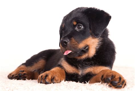 Rottweiler Growth Chart - When Are Rottweilers Fully Grown? | PawLeaks