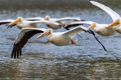 Pelicans - ZeenatunErikas