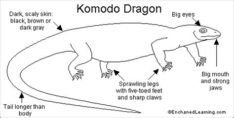 Komodo Dragon Anatomy