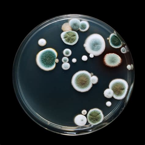 Penicillium | Mold Xperts