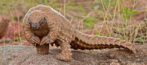 https://pbs.twimg.com/media/CpHGfaqWYAAF6zT.jpg | African pangolin ...