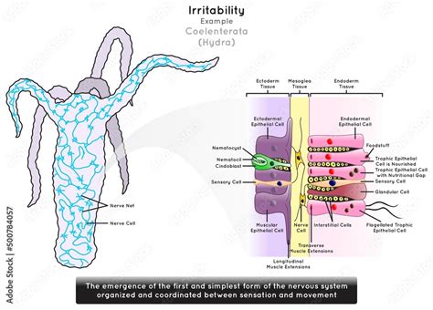 Irritability in Coelenterata Infographic Diagram example hydra emergence of first simplest form ...