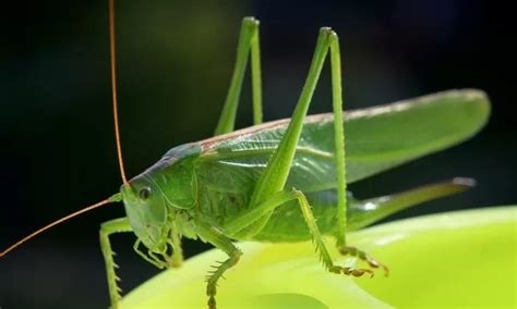 The Great green grasshopper: A well-known helper