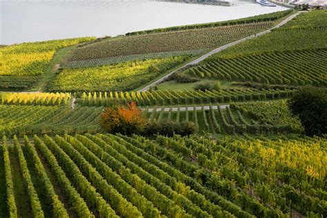 Lush Vineyards of Rudesheim Germany - Entouriste