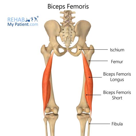 Biceps Femoris | Rehab My Patient