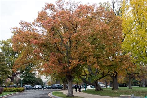 State of Maryland Tree | Architect of the Capitol