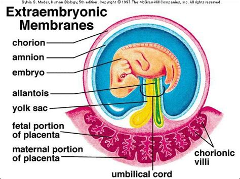 Extraembryonic Membranes | Biology facts, Medical terminology study, Human anatomy and physiology