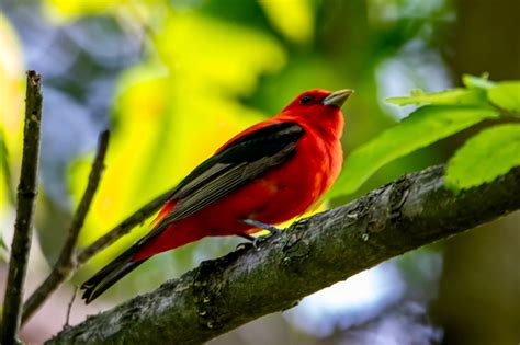 Scarlet tanagers on the nest – The Jersey Birder