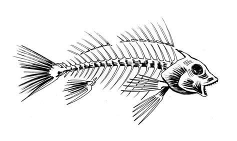 Fish Skeleton Drawing Easy - bmp-clown