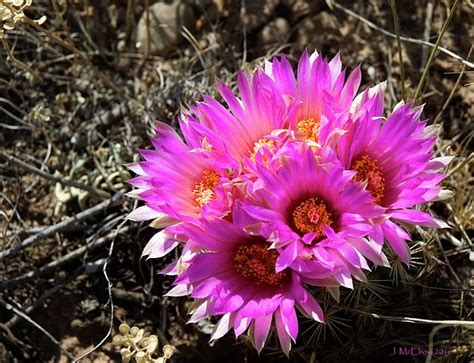 Spring Flower in Colorado by Jerry McElroy | Spring flowers, Flowers, Fine art photography