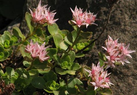 Two-row Stonecrop (Sedum spurium) Growing & Care Guide for Gardeners