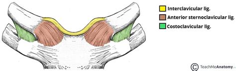 The Sternoclavicular Joint - Structure - Movement - TeachMeAnatomy