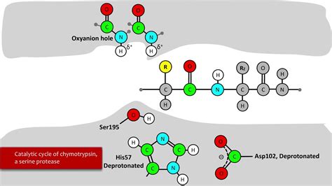 Serine Protease Mechanism - YouTube