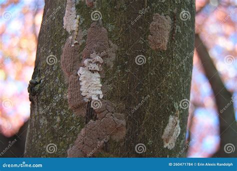 Spotted Lanternfly Eggs and Egg Masses Detail Stock Photo - Image of ...