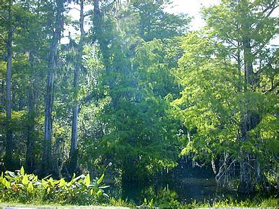 Cypress Swamps – South Florida Aquatic Environments