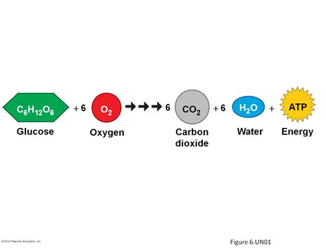 Cellular Respiration Equation Definition