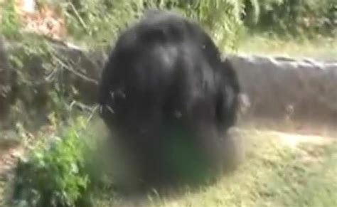 Fatal Bear Attack on Forest Guard Caught on Camera