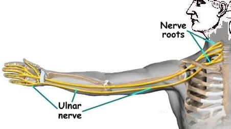 Ulnar Nerve Entrapment - Hometown Family Wellness Center