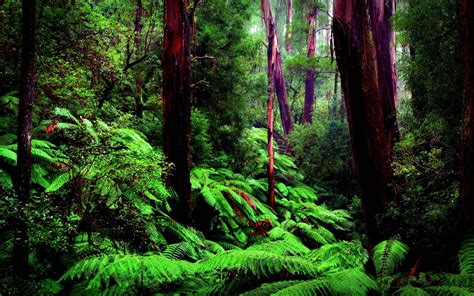 Amazon Rainforest Wallpapers - Wallpaper Cave