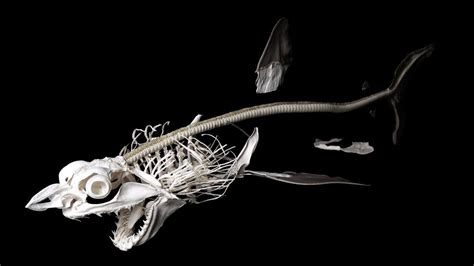 Check Out These Spooky Images Of The Skeleton Of A Mako Shark | IFLScience