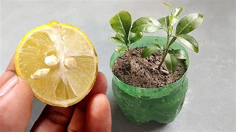 How to Grow Your Own Lemon Tree From Seed - Craftygoldenmom