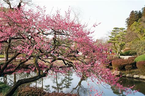 Plum Blossoms in Japan: Best Places for 2024 | JRailPass