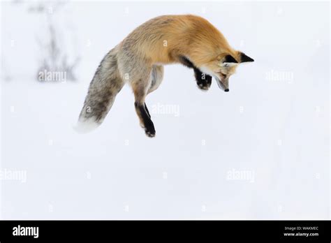 Fox leaping hi-res stock photography and images - Alamy