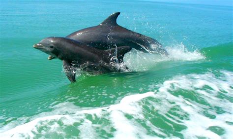 Clearwater, FL - Florida | Dolphin tours, Vacation activities, Clearwater florida