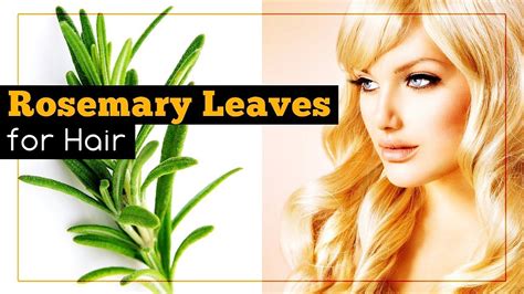 Rosemary Leaves for Hair: Benefits and How to Use - YouTube