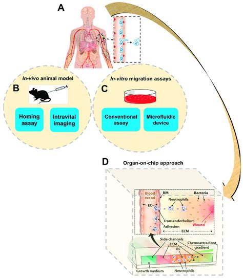 A schematic illustration of different cell migration research... | Download Scientific Diagram