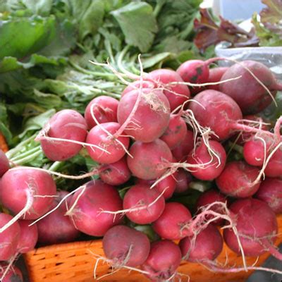 How to Harvest Radish | Garden Guides