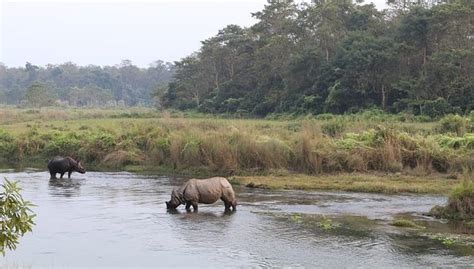 Rhinos at Chitwan National Park - Mommy Travels