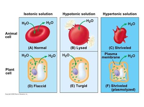 In The Diagram Which One Represents A Hypertonic Solution - Drivenheisenberg