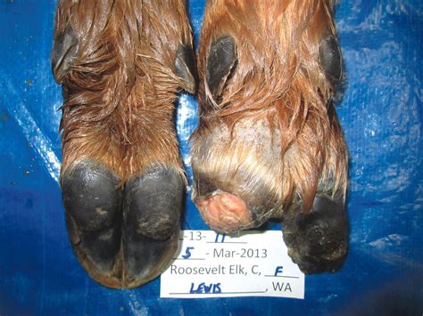 Veterinarian Hopes to Solve Outbreak of Hoof Disease in SW Washington | The Daily Chronicle