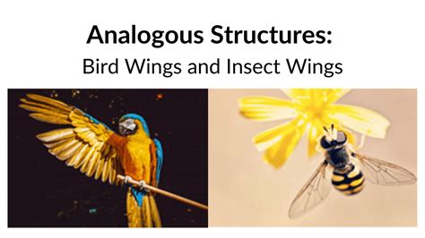 Analogous structures - Definition and Examples | Biology Online